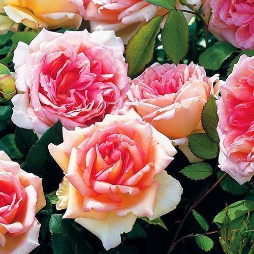 ����  ���� ���������� �����, ������ �� 423 ���