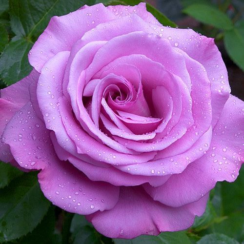 ����  ���� �����-��������� ��� ���, ������ �� 423 ���