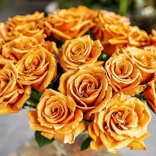 ����  ���� �����-��������� �����, ������ �� 423 ���