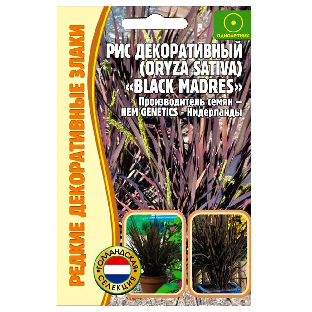 ����  ��� ������������ Black Madres ������ ������, ������ �� 42 ���