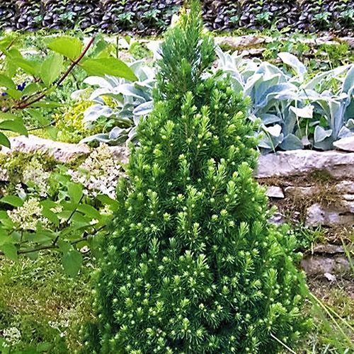 ����  ��� ��������� ������, ������ �� 965 ���