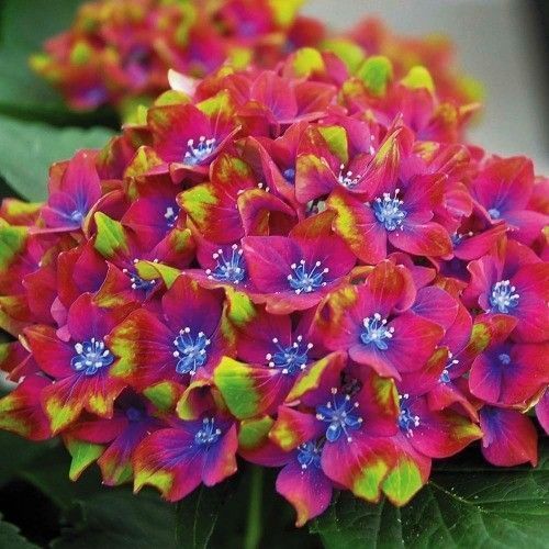 ����  ��������� ������������� ����� ���������, ������ �� 1040 ���