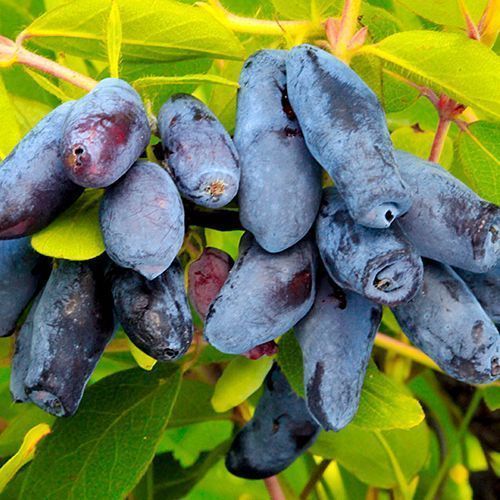 ����  ��������� ������������� �������, ������ �� 474 ���