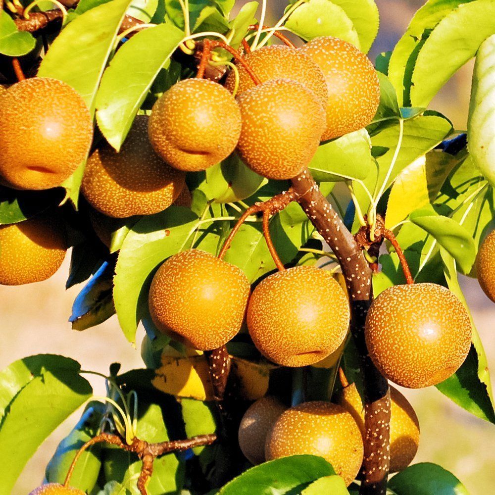 ����  ������-����� ������������ ��������� �����, ������ �� 516 ���