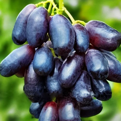 ����  �������� �������, ������ �� 375 ���