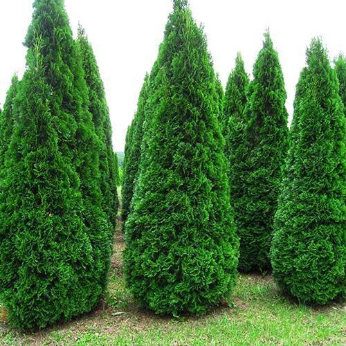 ����  ��� �������� �������, ������ �� 780 ���