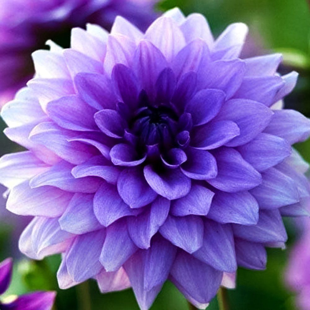 ����  �������� ������������ ��� ���, ������ �� 1010 ���