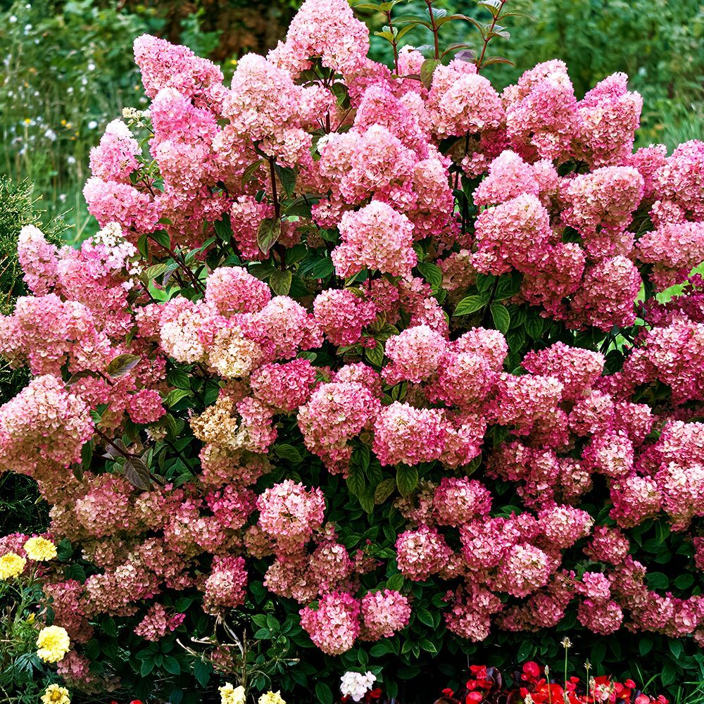 ����  ��������� ����������� ��������� ���� ����, ������ �� 1460 ���