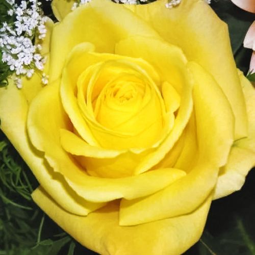 ����  ���� �����-��������� ��������, ������ �� 423 ���