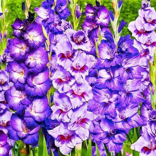 ����  ��������� ��������������� ��� ����, ������ �� 525 ���