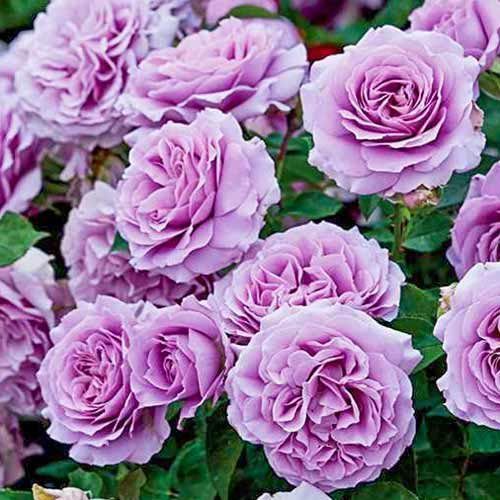 ����  ���� ���������� ��� ����, ������ �� 423 ���