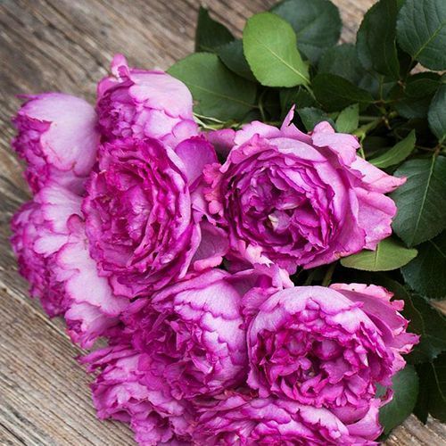 ����  ���� �����-��������� �� �����, ������ �� 423 ���