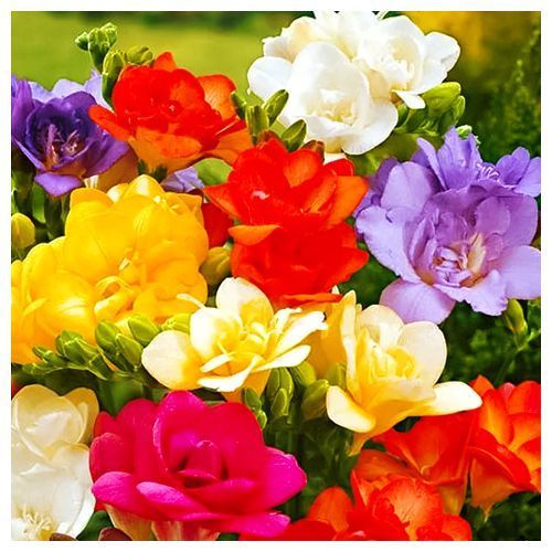 ����  ������ �������� ������ ������, ����, ������ �� 615 ���