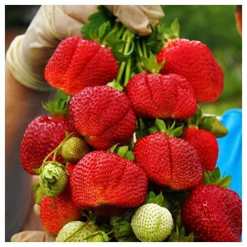 ����  ��������� ������������ (�������������) ������� �� ����, ������ �� 650 ���