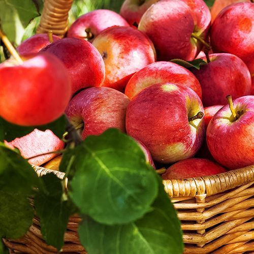 ����  ������ ������������ ���������, ������ �� 344 ���