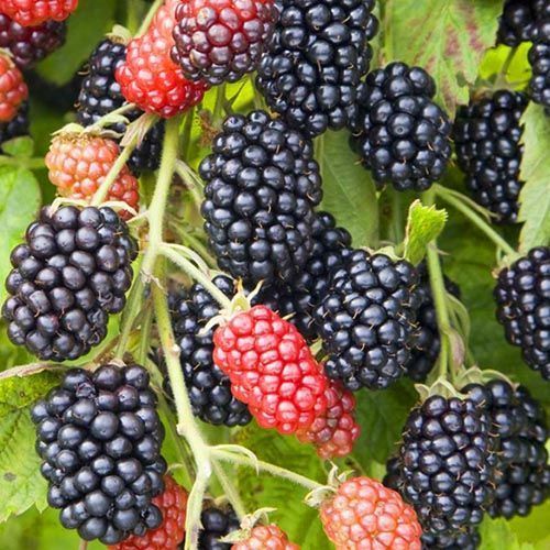 ����  ������� ������ ����� ���������, ������ �� 474 ���