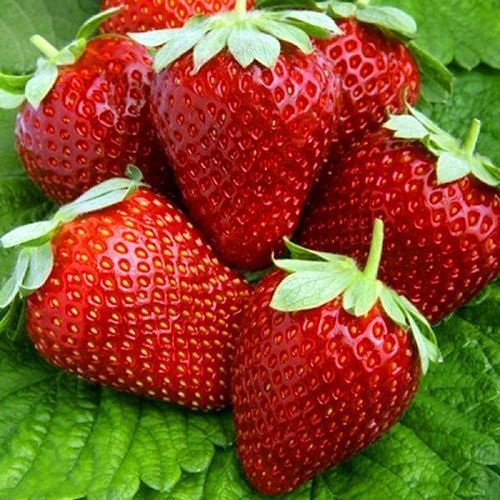 ����  ��������� ������������ (�������������) �������, ������ �� 650 ���