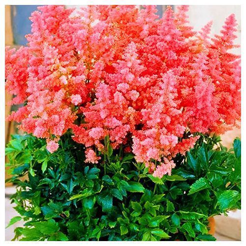 ����  �������� �������� ������ ��� �������, ������ �� 765 ���