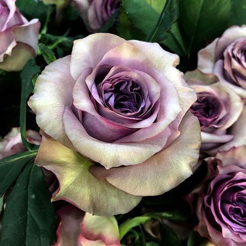 ����  ���� �����-��������� ���������, ������ �� 423 ���