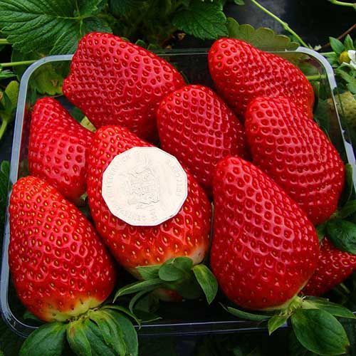 ����  ��������� ������������ (�������������) ��������, ������ �� 650 ���