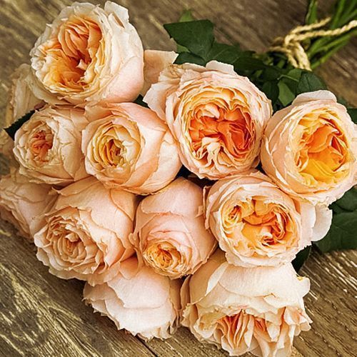 ����  ���� �����-��������� ��������� ������, ������ �� 423 ���