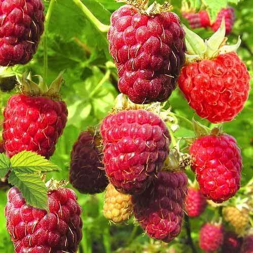 ����  ��������� ������ ��������, ������ �� 286 ���