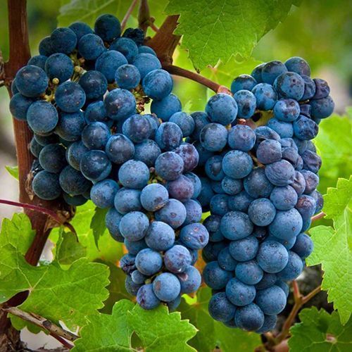 ����  �������� ������� ��������, ������ �� 375 ���