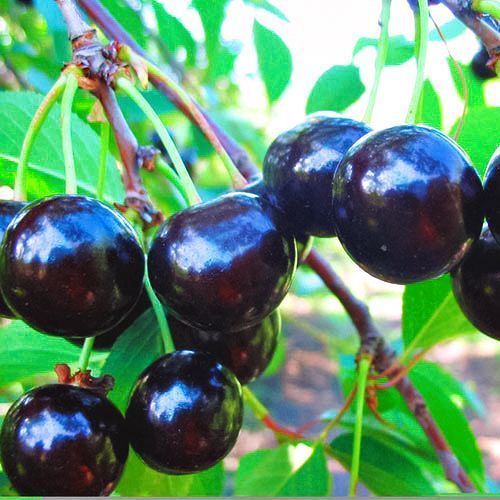 ����  ������� ������������� ������, ������ �� 483 ���