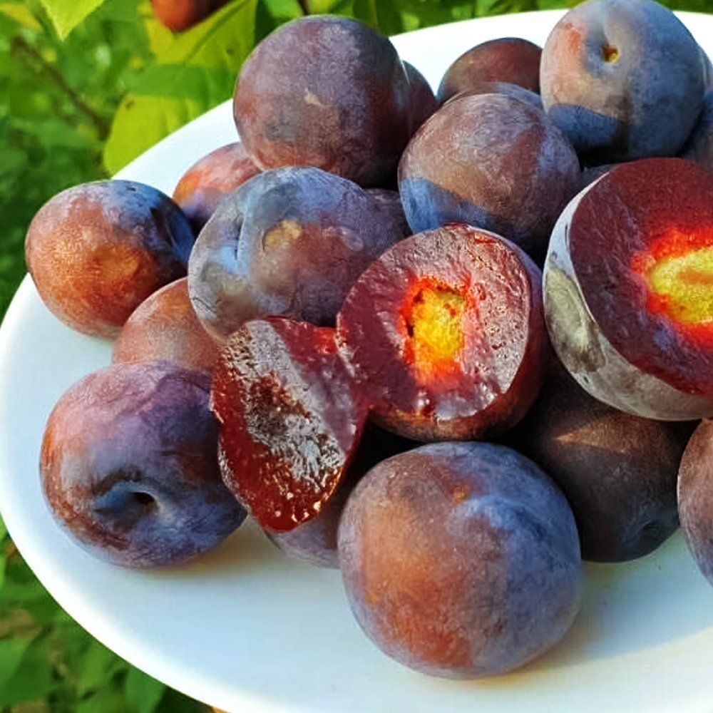 ����  �������-�������� ������ ������, ������ �� 483 ���