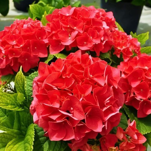 ����  ��������� ������������� ��� ���� �������, ������ �� 940 ���