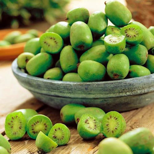 ����  ��������� ����������� �����, ������ �� 632 ���