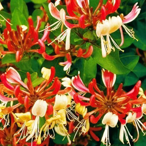 ����  ��������� �������� ��������, ������ �� 1070 ���