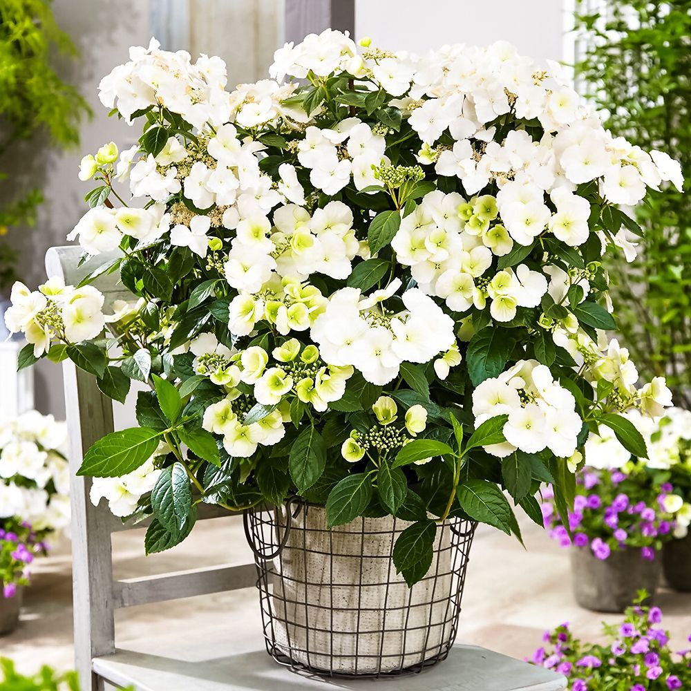 ����  ��������� ������������� ��������� ������� ����� (��������� �������), ������ �� 1300 ���