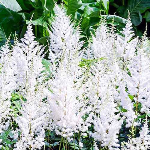 ����  �������� ������� �������, ������ �� 580 ���