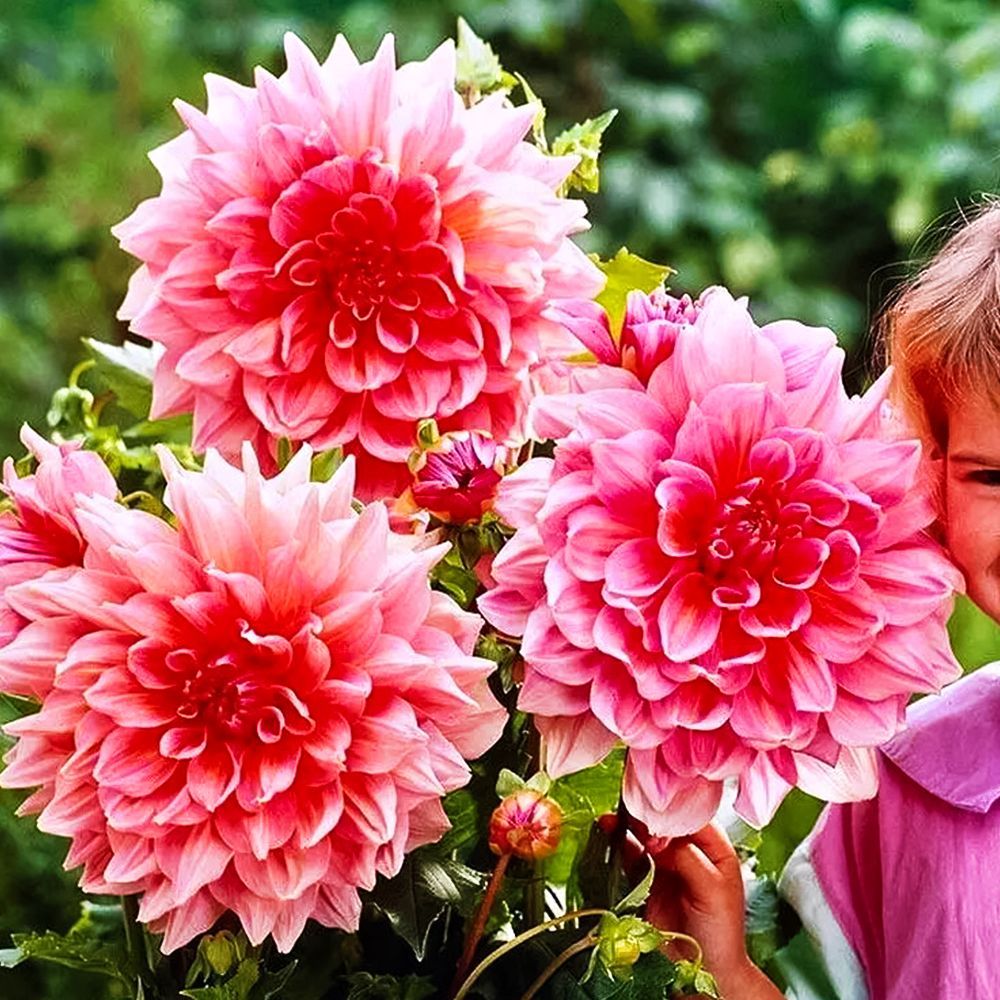 ����  �������� ������������ ����� �����, ������ �� 1020 ���