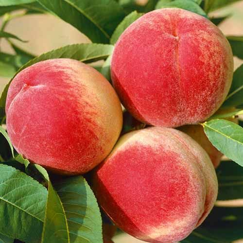 ����  ������ ���������, ������ �� 483 ���