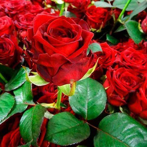 ����  ���� �����-��������� ��� �����, ������ �� 423 ���