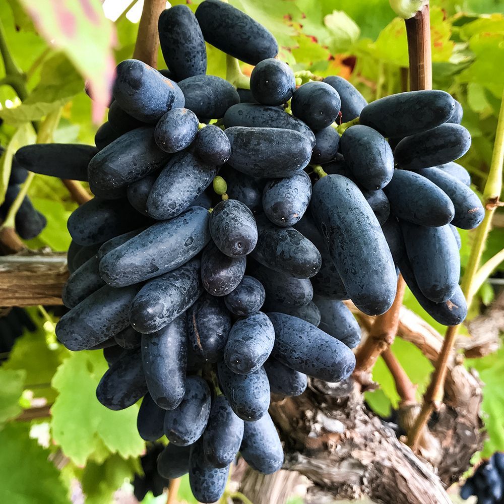 ����  �������� ������ ������ �����, ������ �� 125 ���