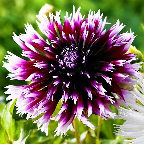 ����  �������� ����������� ������ ���� ������, ������ �� 1010 ���