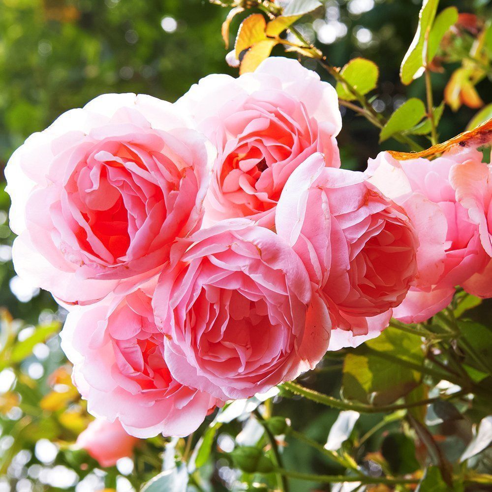 ����  ���� ���� ����� ������, ������ �� 423 ���