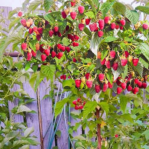 ����  ��������� ������ ������, ������ �� 286 ���