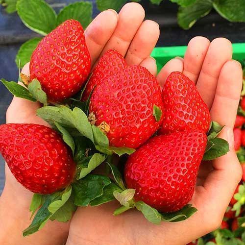 ����  ��������� ������������ (�������������) ������, ������ �� 650 ���