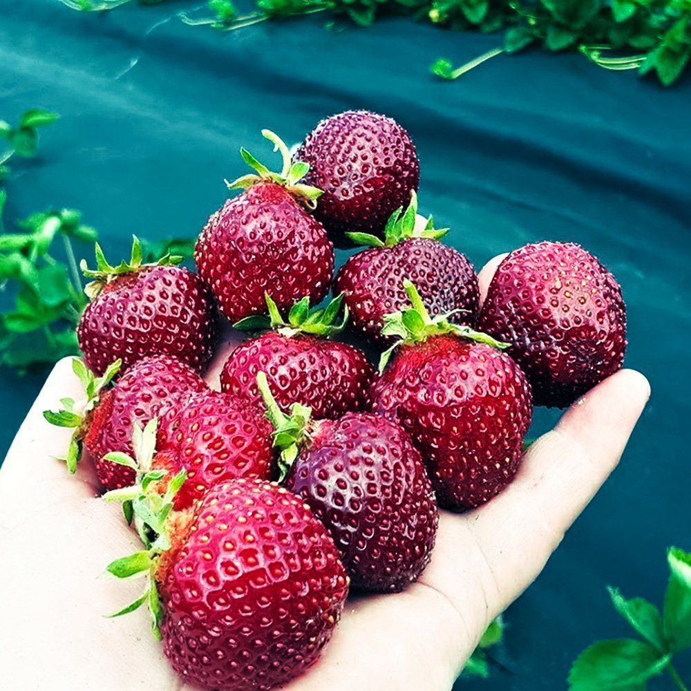 ����  ��������� ������������� ��������� ����, ������ �� 650 ���