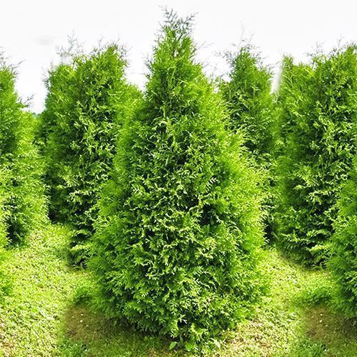 ����  ��� �������� �������, ������ �� 780 ���