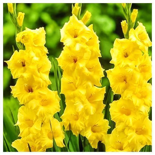 ����  ��������� ��������������� ����� ����, ������ �� 525 ���