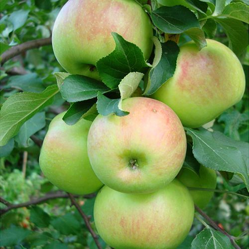 ����  ������ ��������, ������ �� 296 ���