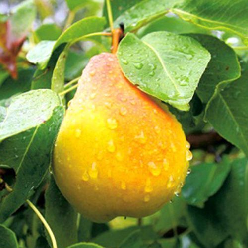 ����  ����� �����������, ������ �� 296 ���