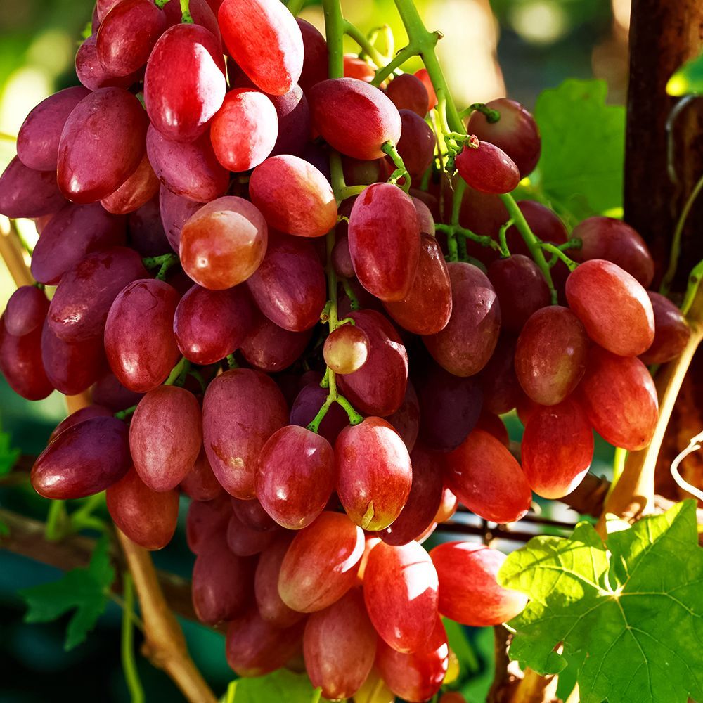 ����  �������� ����������� ��������, ������ �� 375 ���