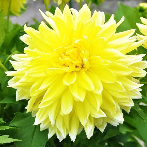 ����  �������� ������������ �������, ������ �� 975 ���