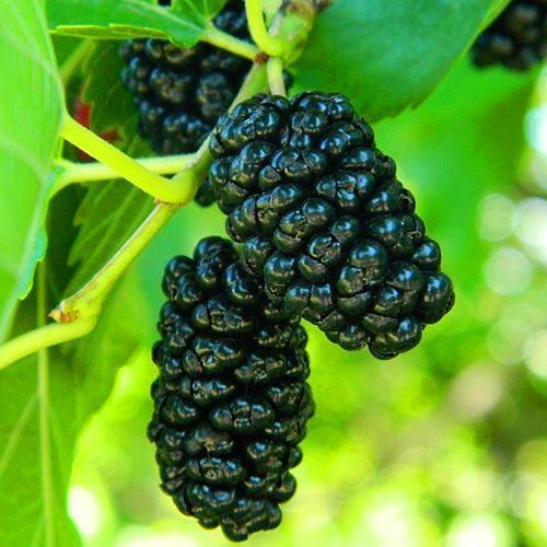 ����  ��������� ������ �����, ������ �� 429 ���